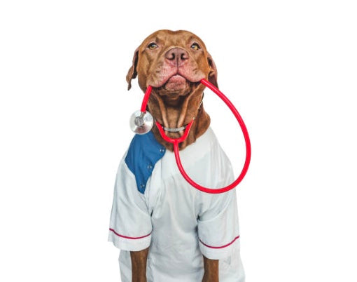 How Often Should I Take My Dog to the Veterinarian?