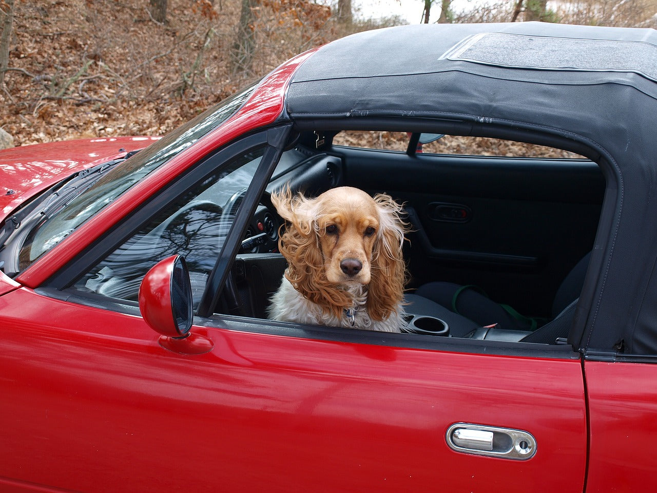 Warum Hundesitze im Auto für die Sicherheit Ihres Haustieres unerlässlich sind