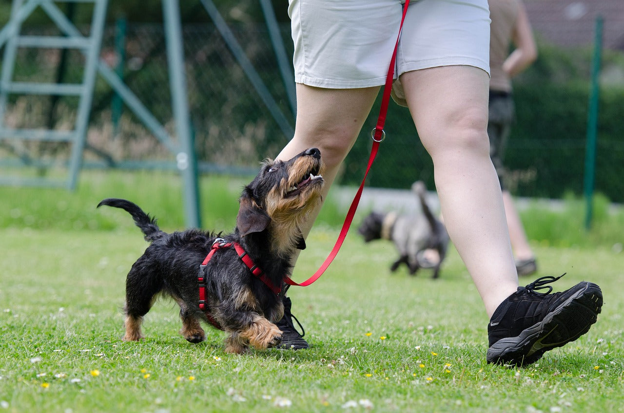 Top 10 Hundetrainings-Tipps für neue Haustierbesitzer: Der ultimative Leitfaden