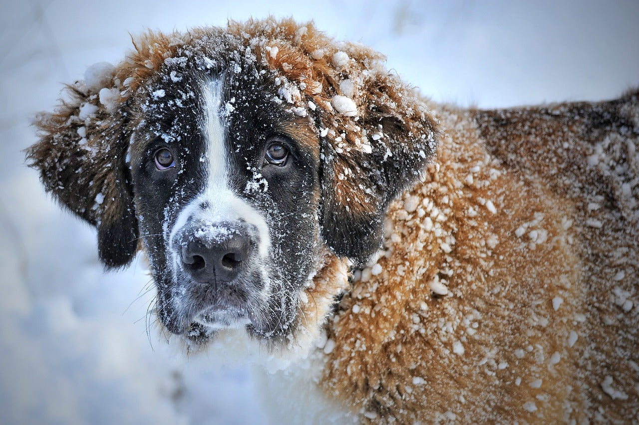 Deinen Hund im Winter schützen: Tipps und Tricks für besonders kalte und regnerische Tage