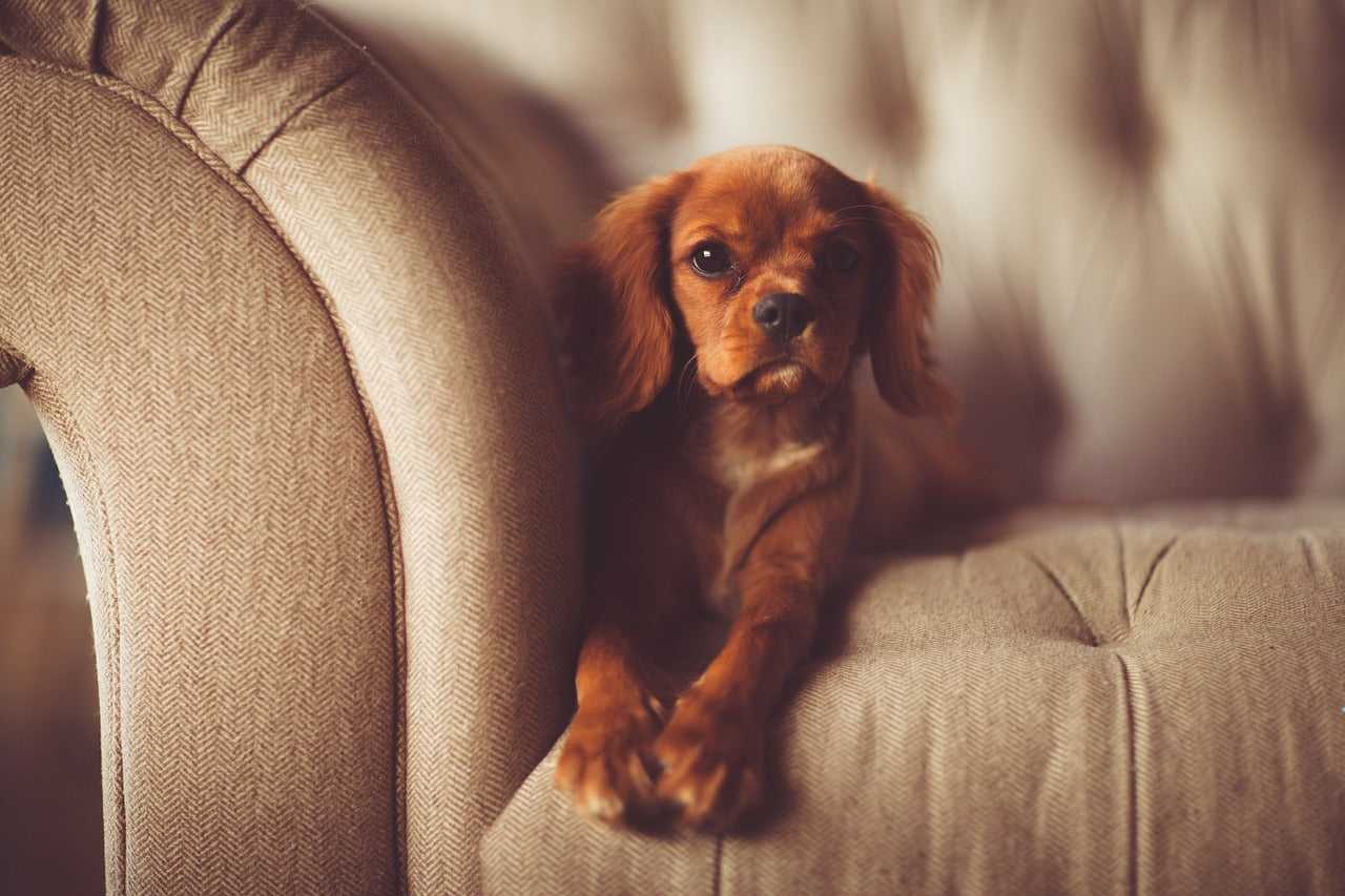 The Importance of Couch Covers: Protecting Your Furniture from Pets