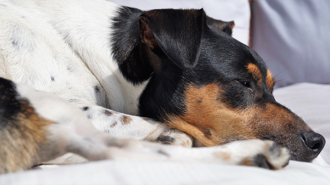 Psychische Gesundheit und Dein Hund: Die emotionalen Bedürfnisse Deines Haustieres verstehen