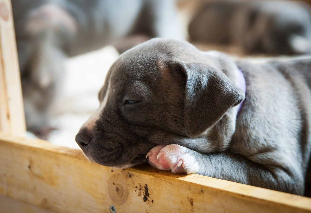 Haustierversicherung 101: Was Hundebesitzer wissen müssen