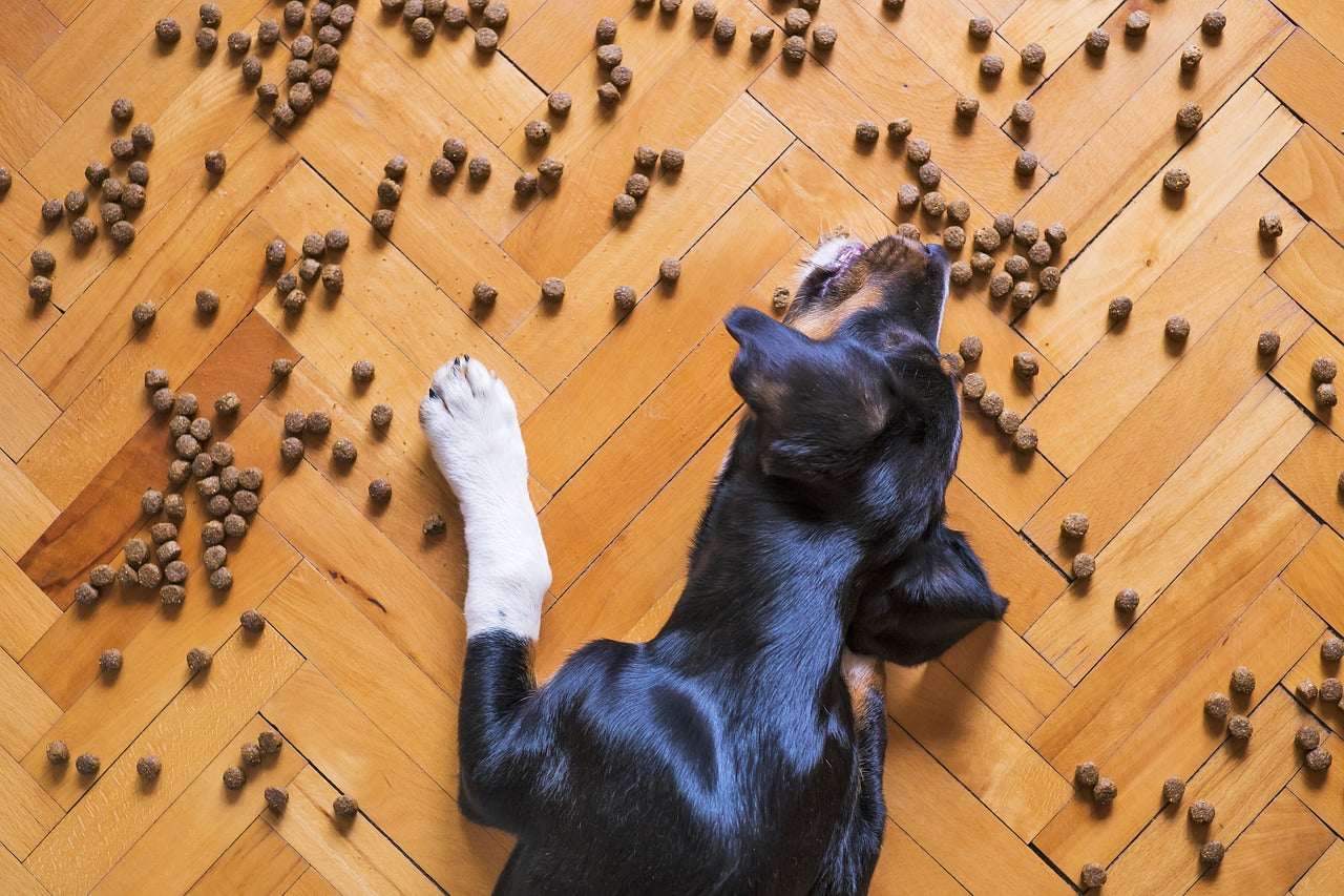 Der ultimative Leitfaden zur Hundeernährung: Was jeder Besitzer wissen muss