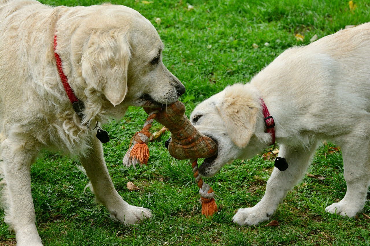 Die entscheidende Rolle von Spielzeug im Leben deines Hundes: Gesundheit und Glück fördern