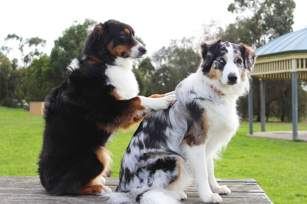 Gesundheit und Wohlbefinden von Hunden: Vorbeugende Pflegetipps