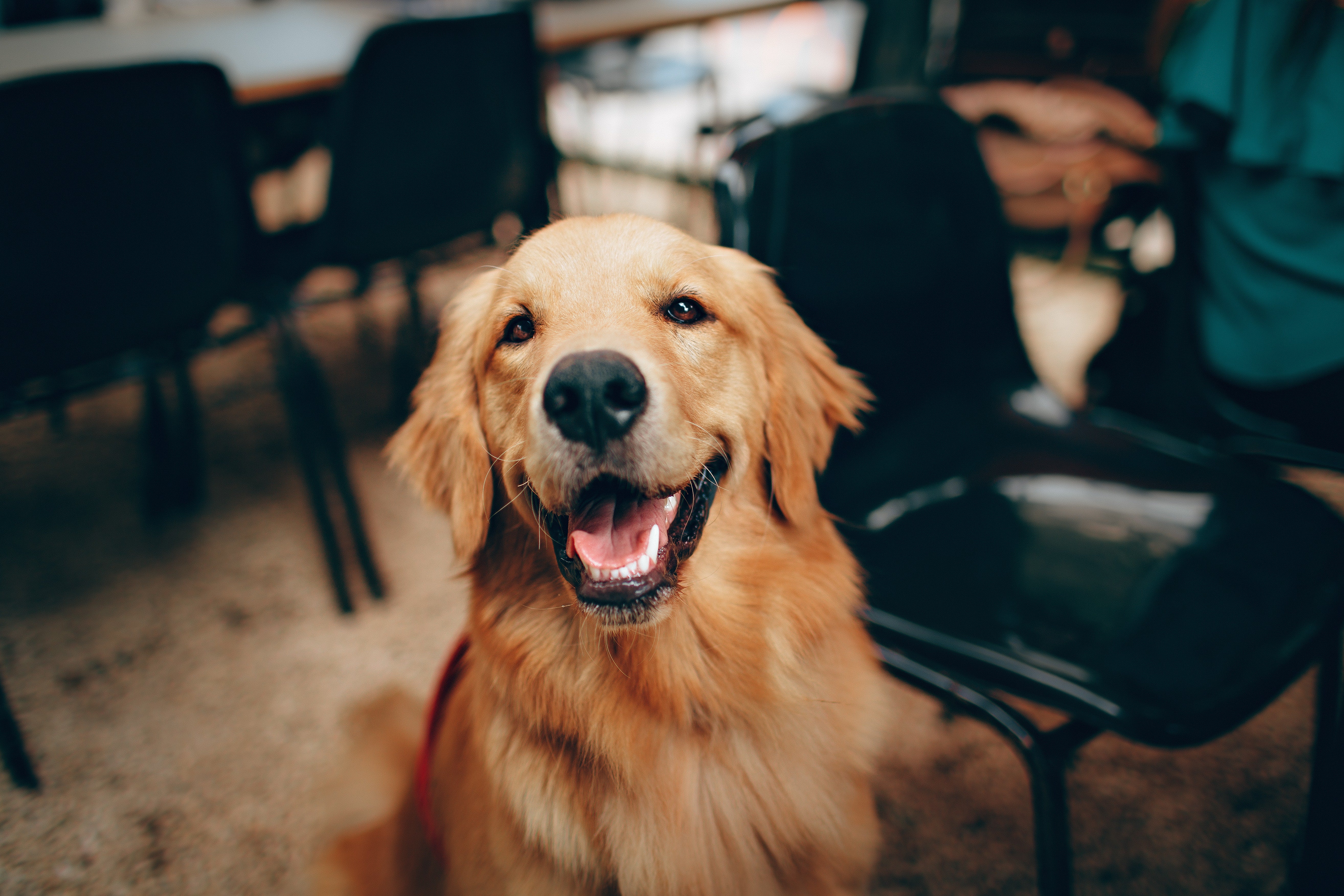 Wie du deinen Hund glücklich hältst: Ein umfassender Leitfaden