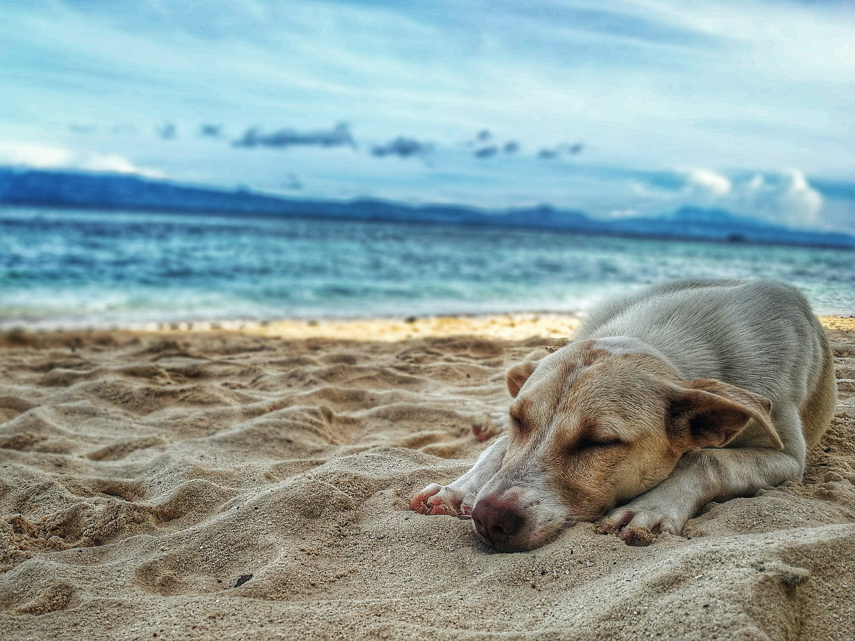 Deinen Hund im Sommer schützen: Tipps für besonders heiße Tage