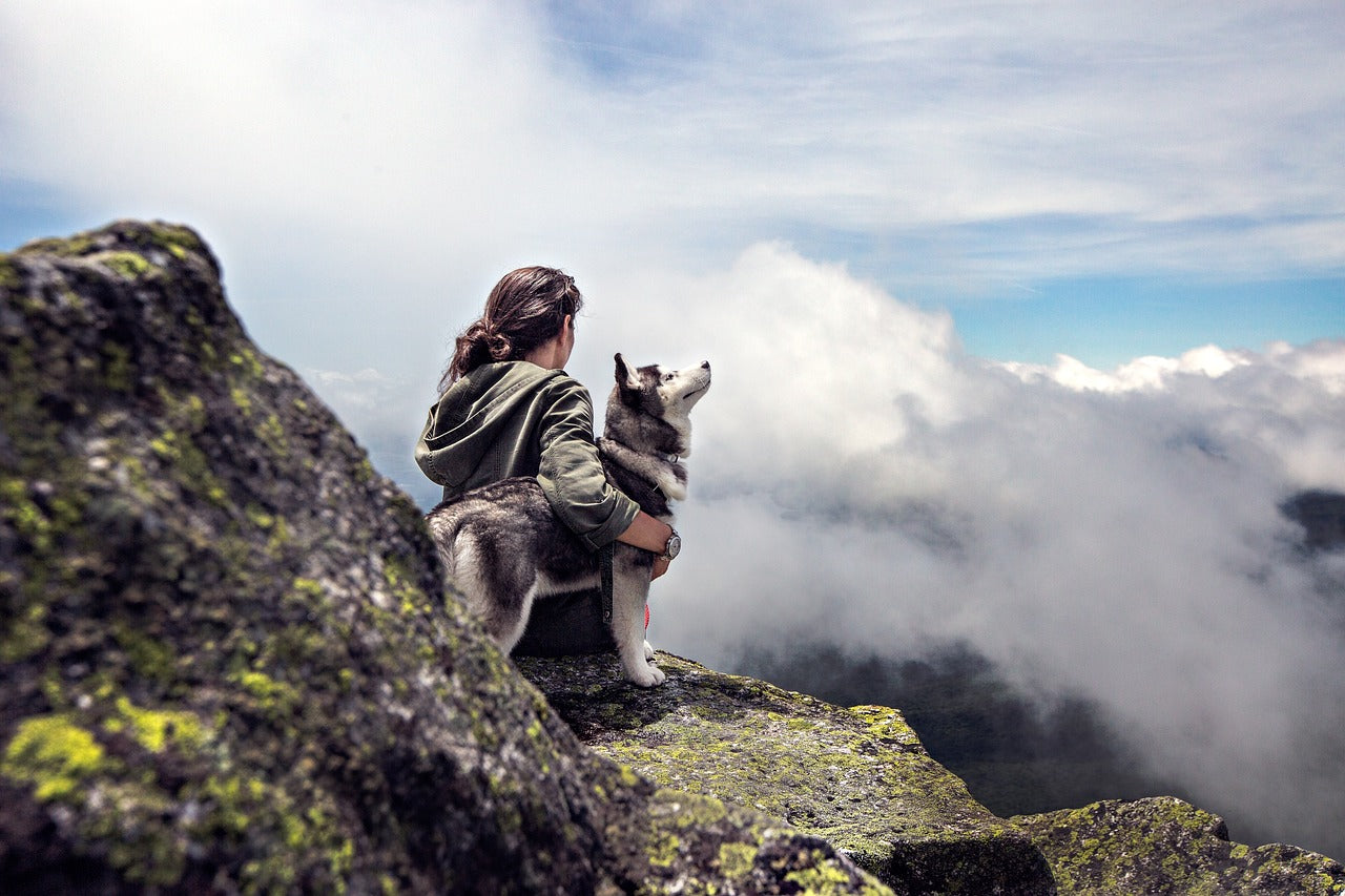 Reisen mit Hunden: Ein Leitfaden für tierfreundliche Urlaube