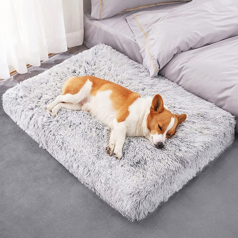 Comfy Plush Dog Bed & Mat